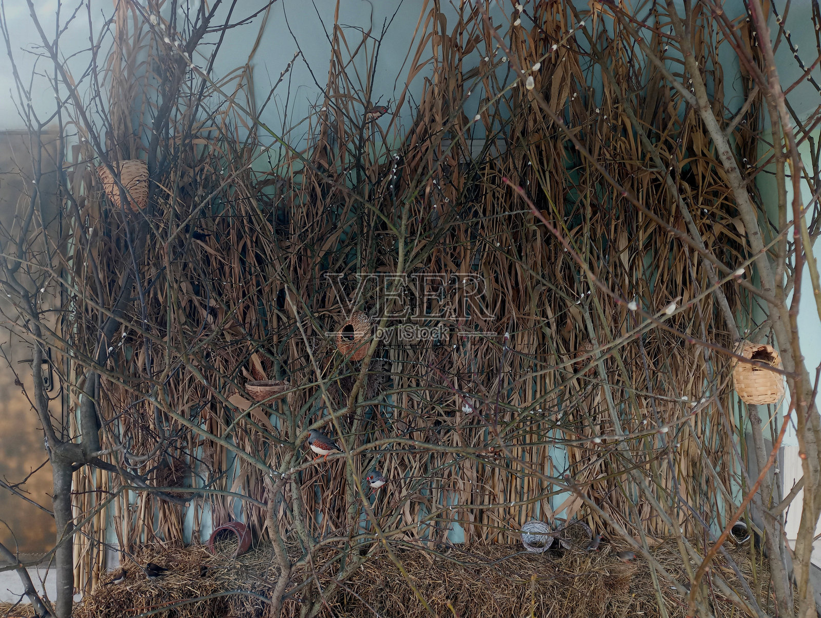 在室内用树枝和人工鸟巢人工培育的小鸟群。安装鸟群。照片摄影图片