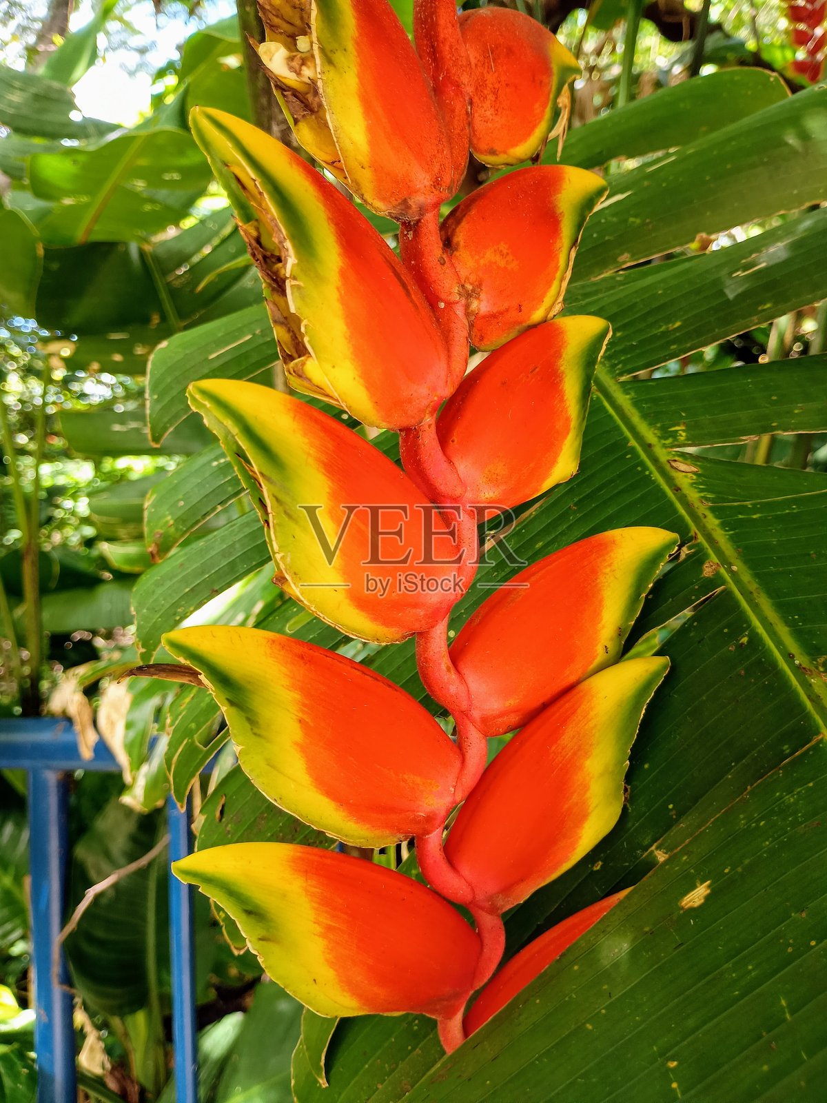 红花照片摄影图片