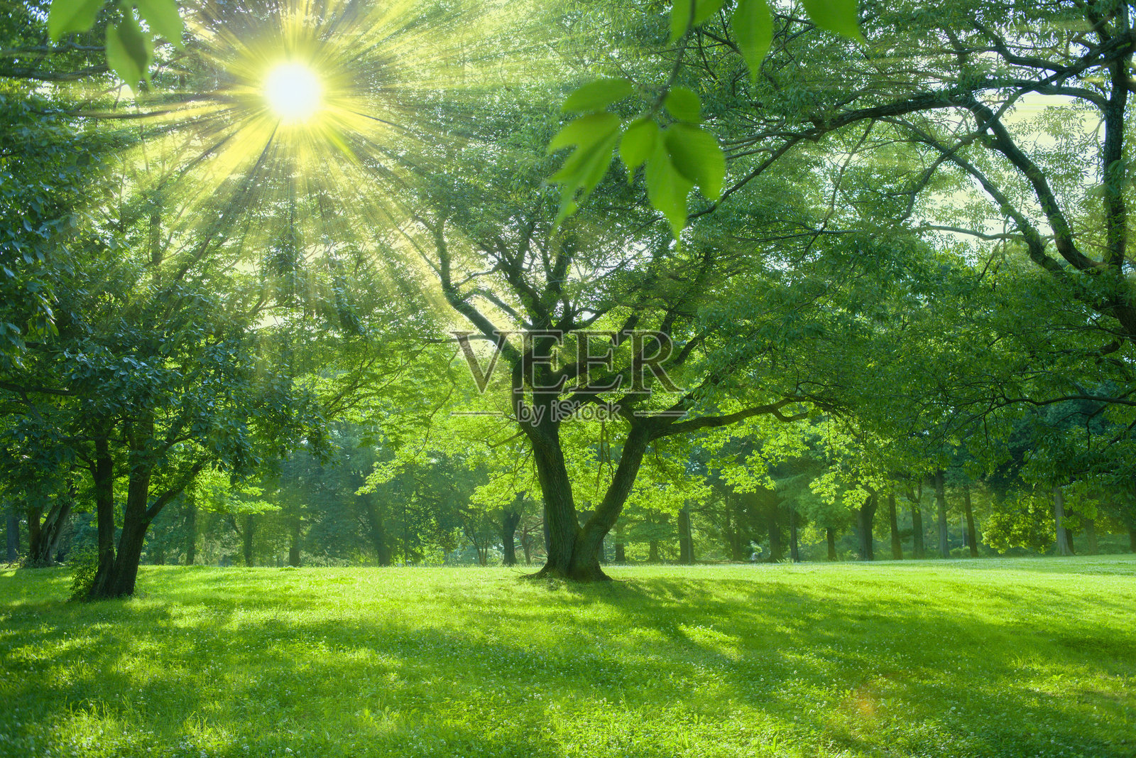 阳光透过绿色森林照片摄影图片