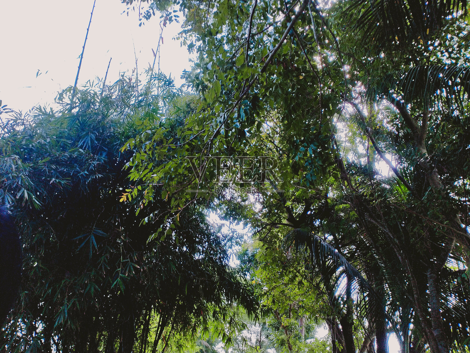 绿树映衬着美丽的蓝色多云天空照片摄影图片