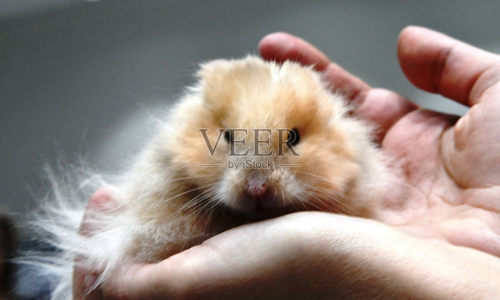 小动物仓鼠照片摄影图片