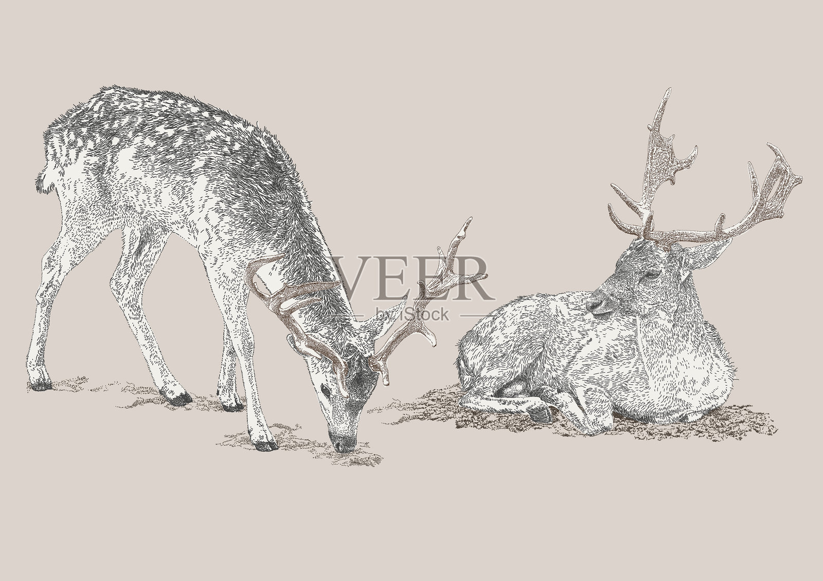 双峰驼鹿 布哈拉鹿 麋鹿 斑鹿插画图片素材