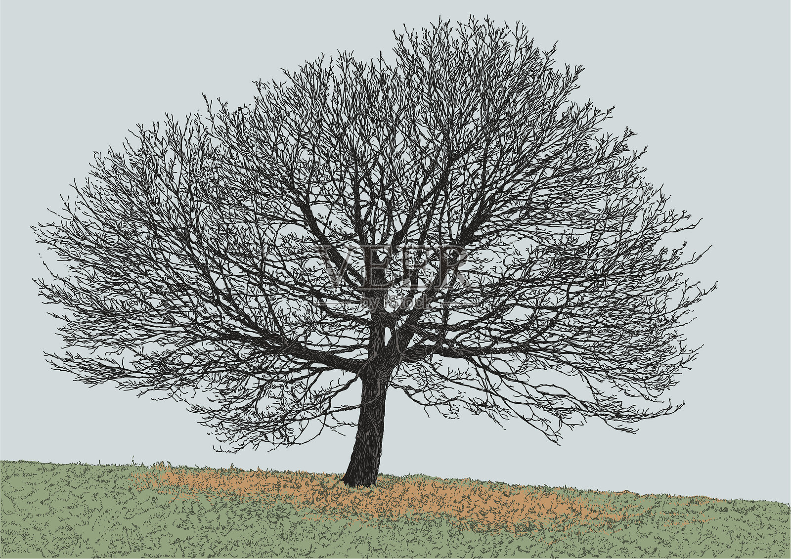 梧桐树 海滩树 冬季插画图片素材