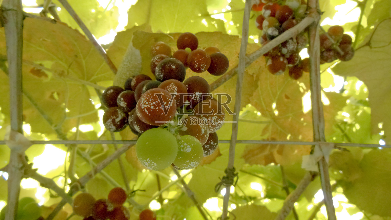 葡萄,葡萄种植园,葡萄藤,幼藤,芽,藤,欧洲葡萄(Vitis vinifera)和美洲葡萄(Vitis labrusca)照片摄影图片