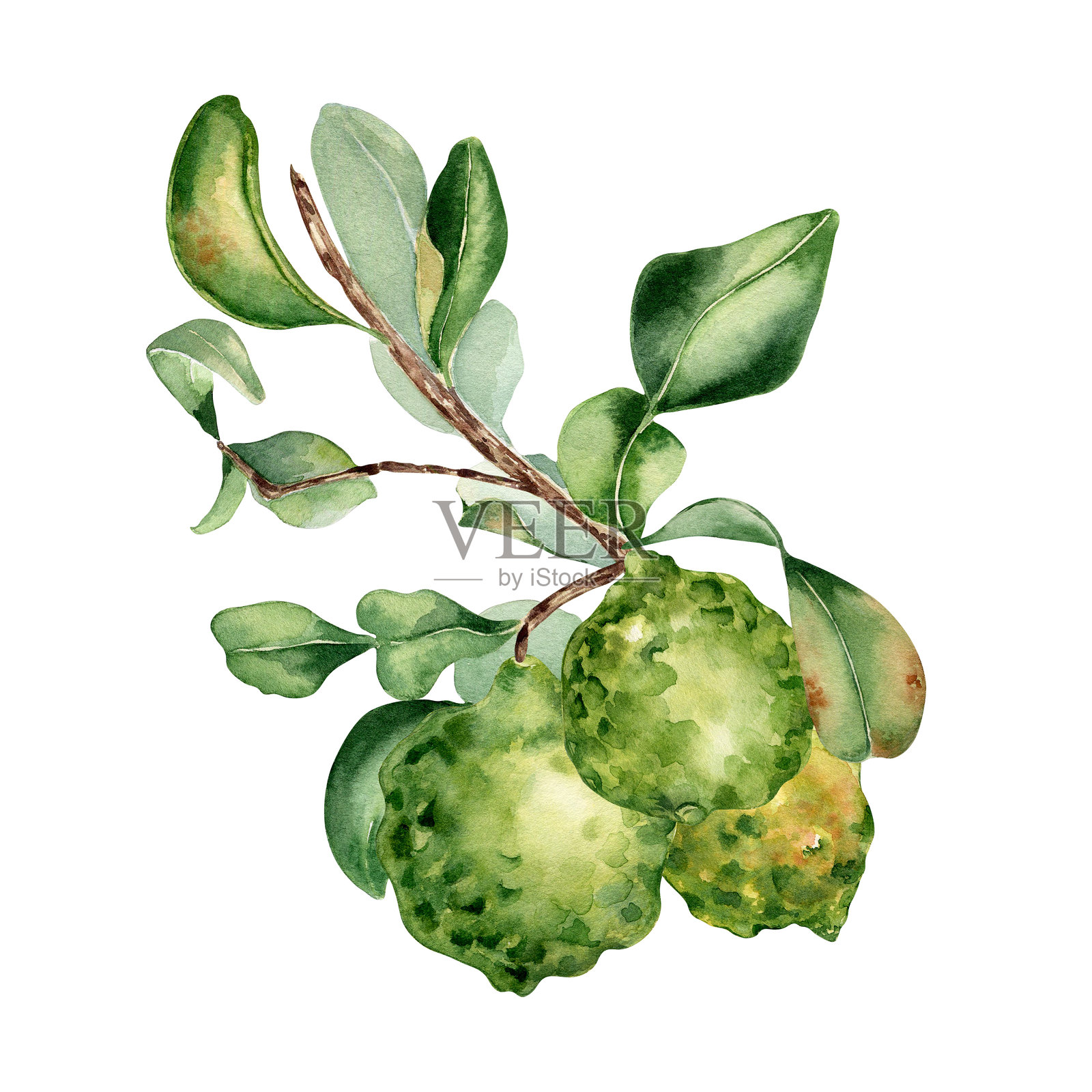 水彩插图中孤立的佛手柑簇生于树枝上。手绘的柑橘树叶和成熟的果实。为包装、卡片和标签绘制的绿色果实的叶枝植物素描。插画图片素材