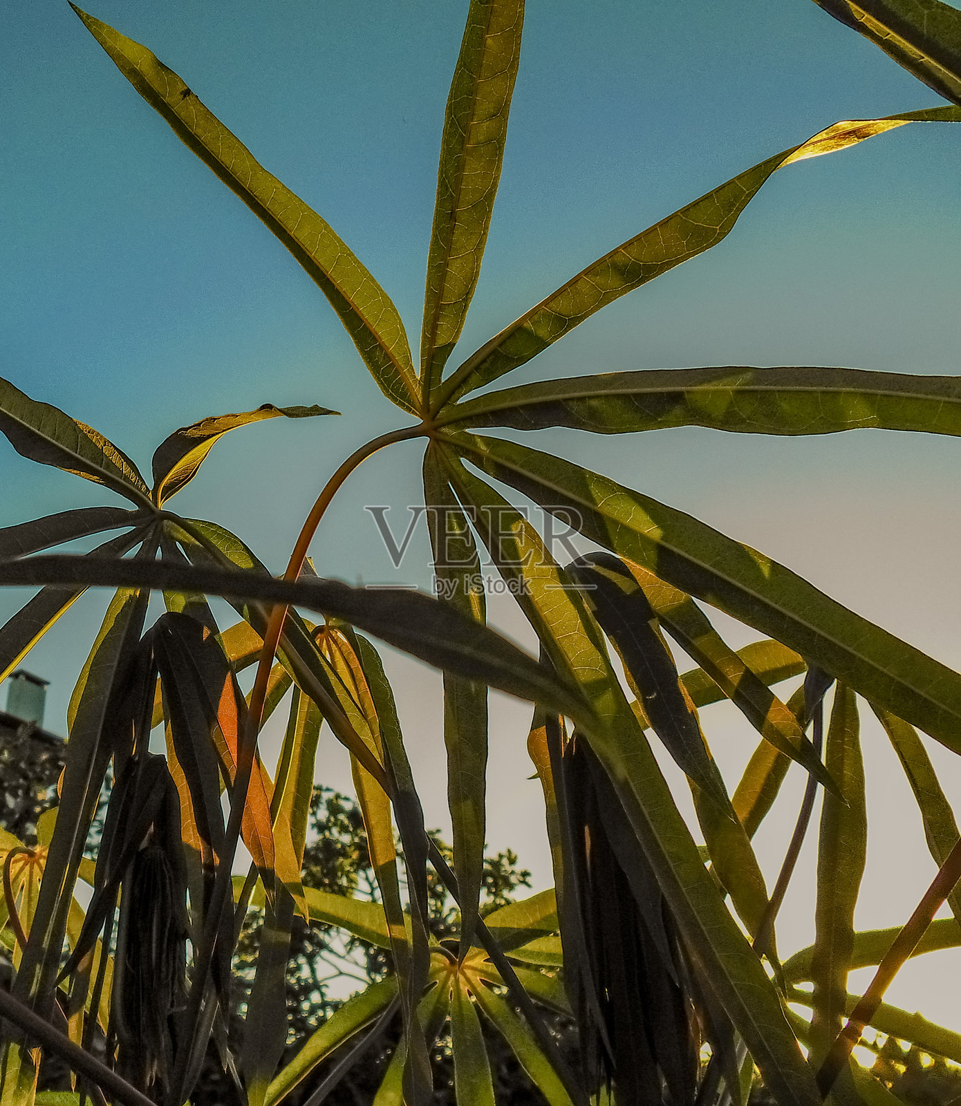 木薯,木薯叶,木薯种植园照片摄影图片