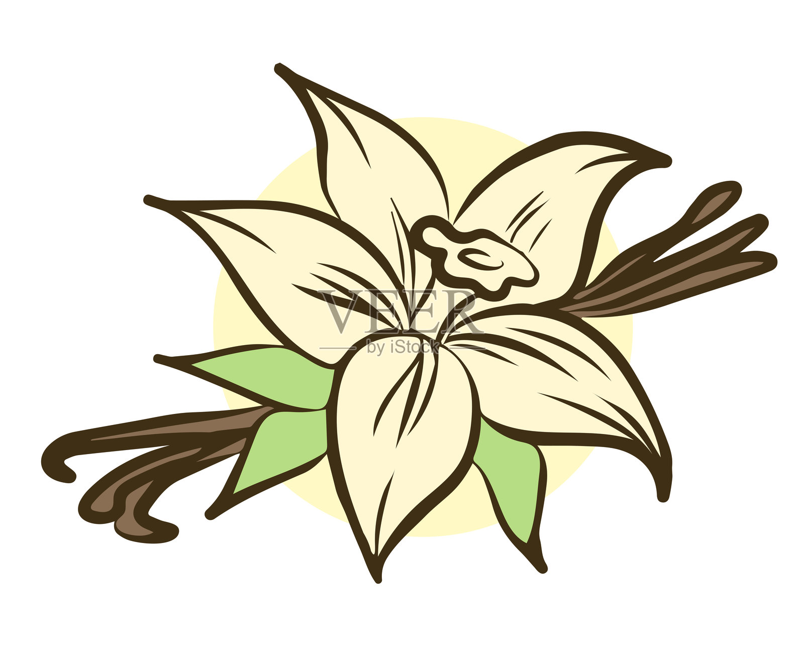 香草花和香草棒孤立在白色背景上。矢量插图。插画图片素材