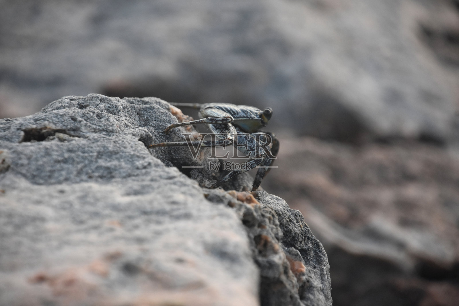 灰色游泳蟹在岩石边缘照片摄影图片