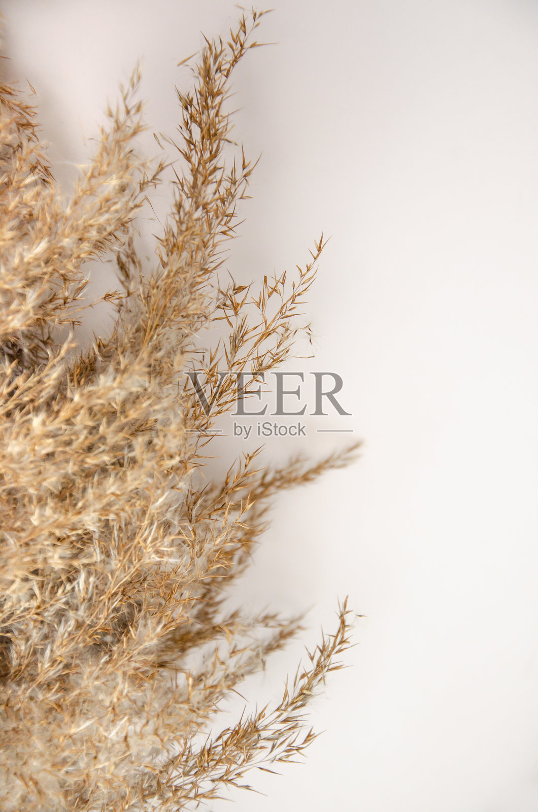 白色背景上空的干芦苇草样品,带有阴影和光线。可放置您的标志或文本。平铺,俯视图。照片摄影图片