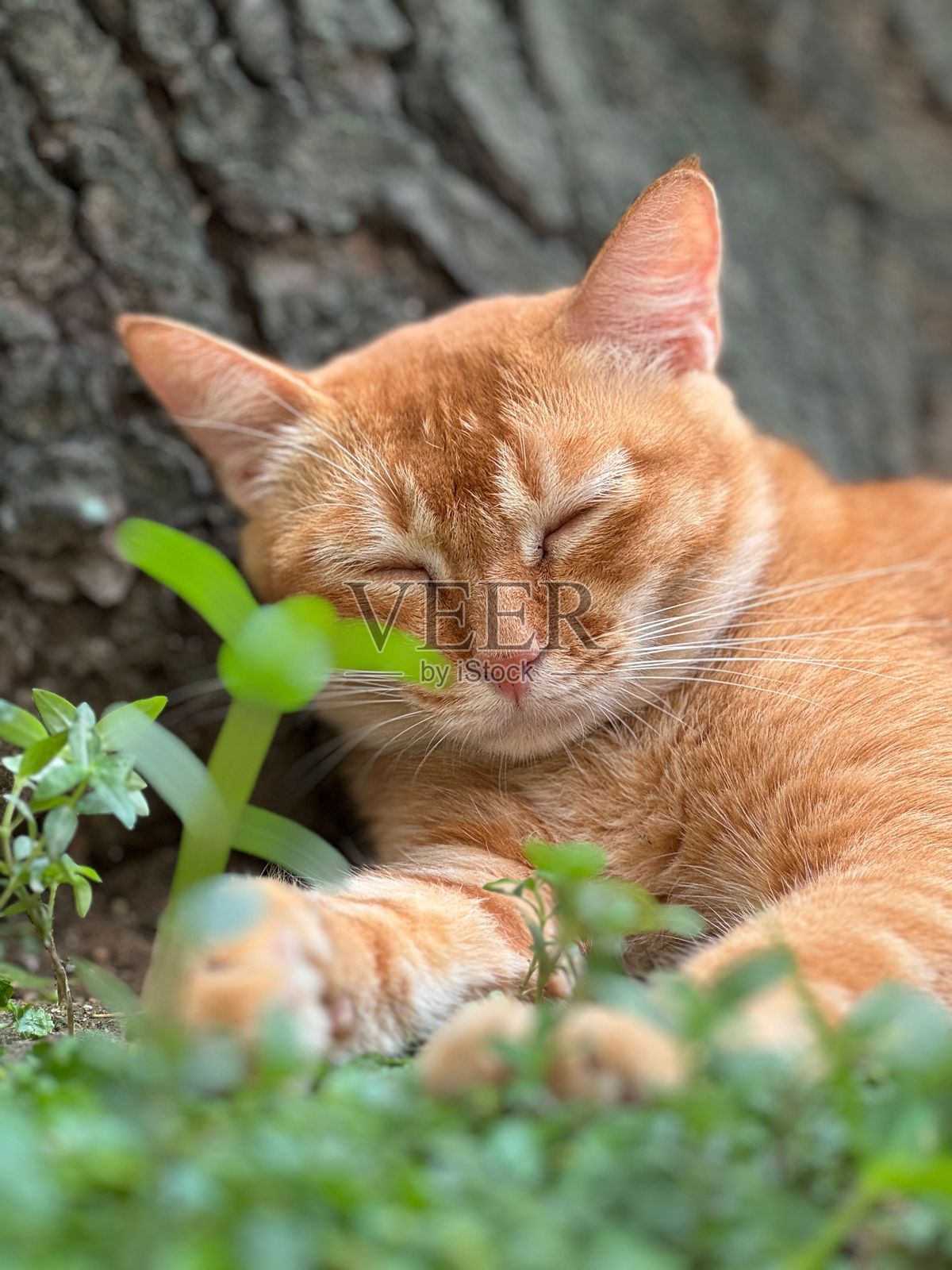 姜黄色的猫咪安静地躺在草地上睡觉照片摄影图片