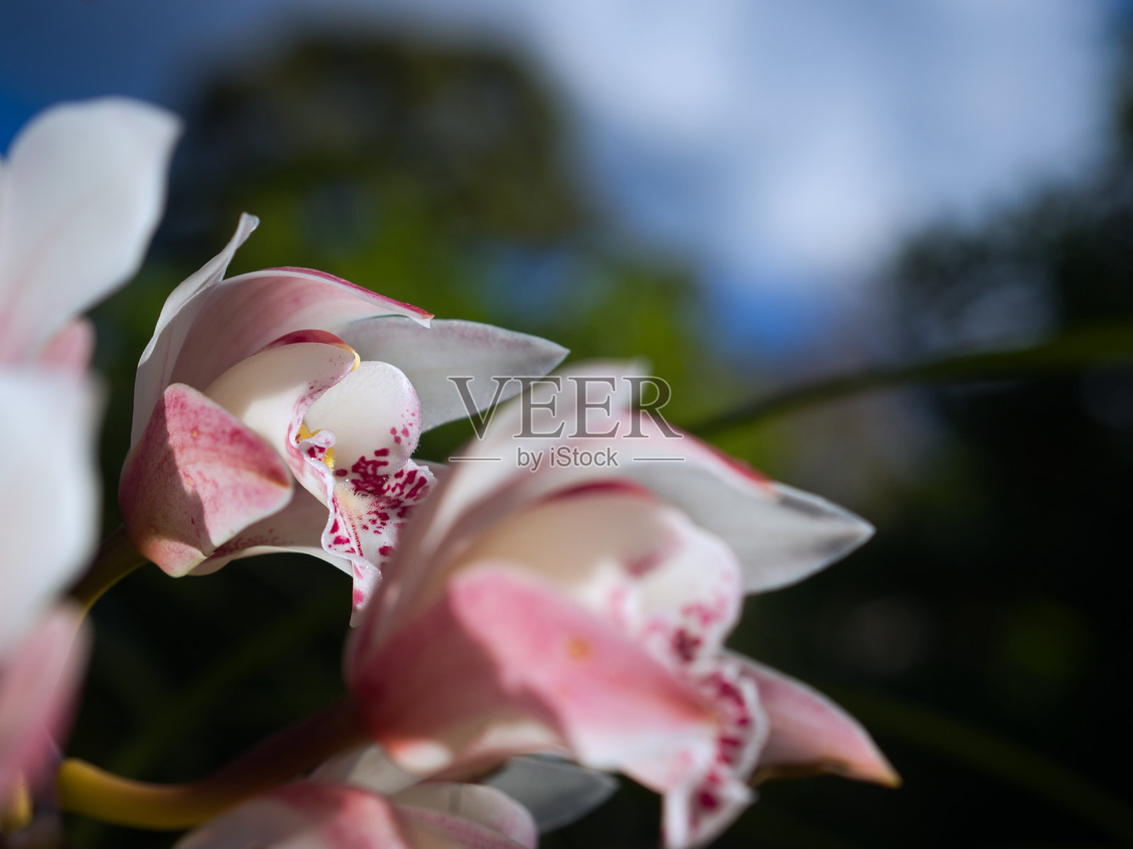 船兰与天空相映照片摄影图片