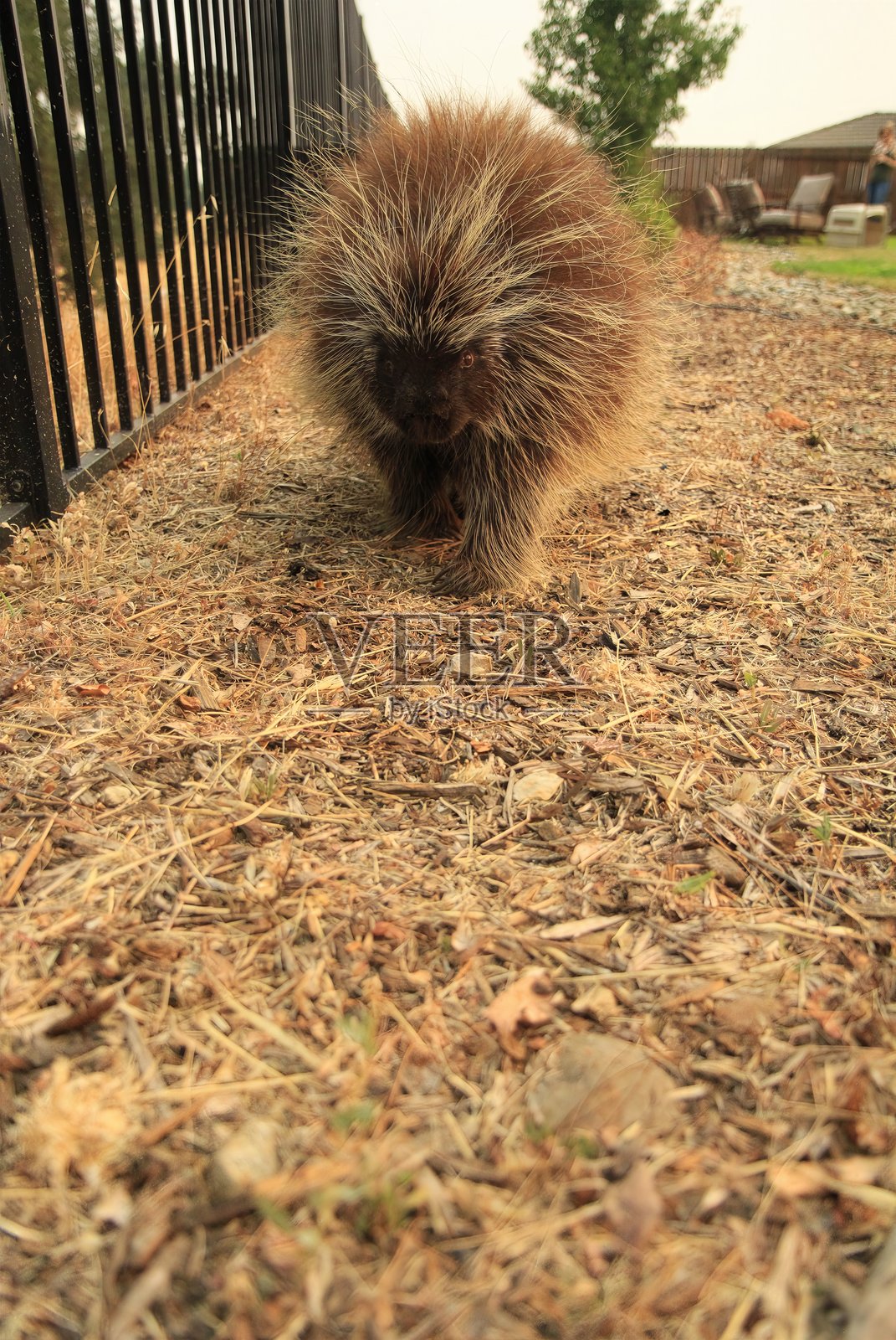 好奇的豪猪照片摄影图片