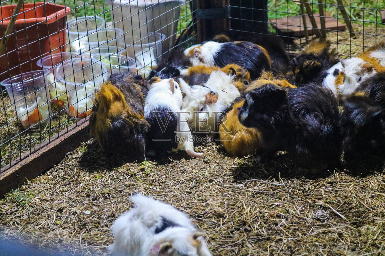 一群色彩斑斓的土拨鼠在开放的围栏中嬉戏并啃食草坪,展示出多种毛皮图案和颜色。照片摄影图片