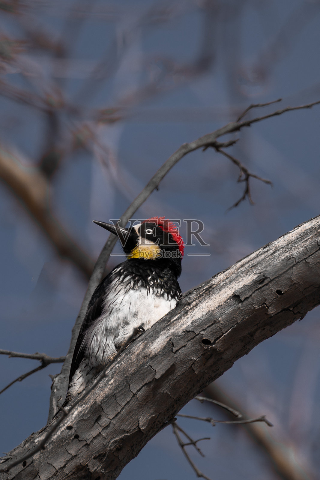 色彩斑斓的鸟照片摄影图片
