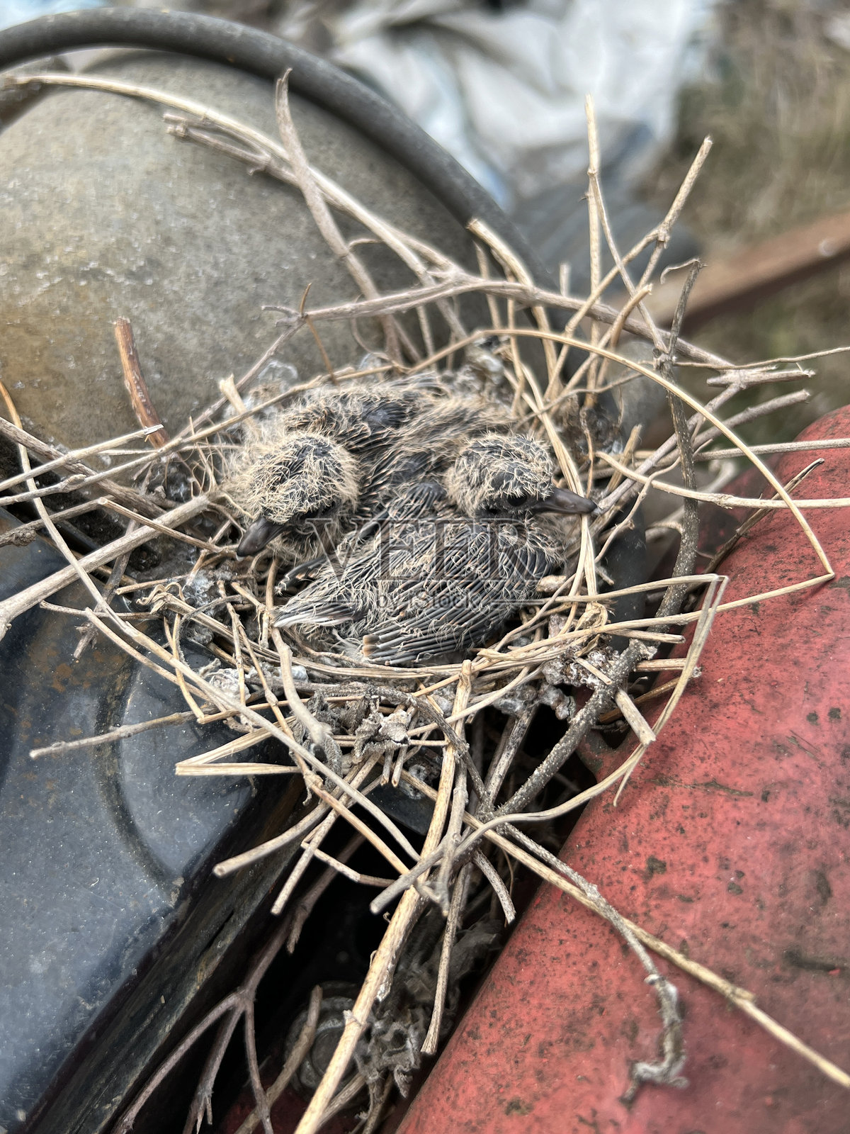 地面上的鸟巢照片摄影图片