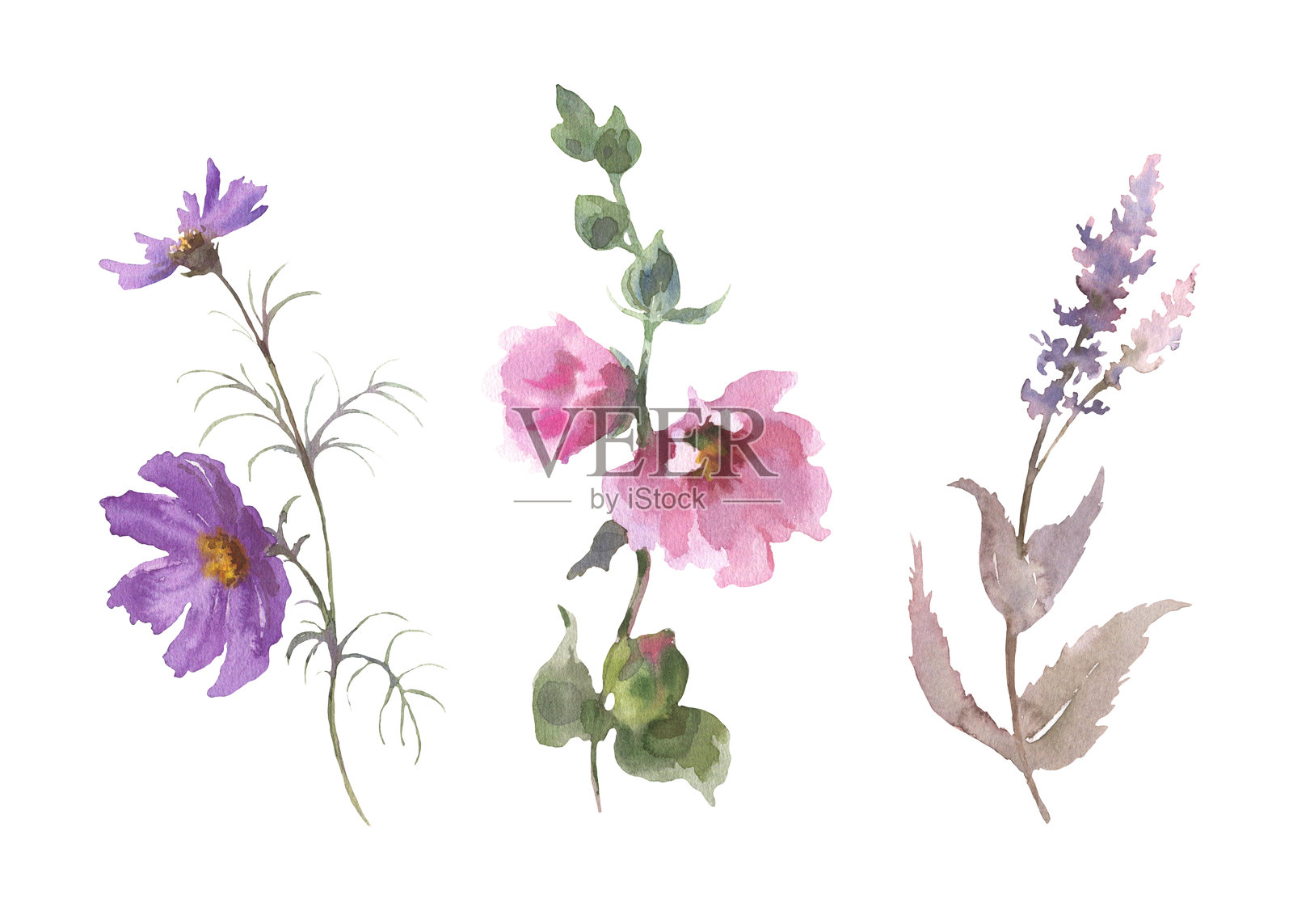 水彩花卉组合:大波斯菊、锦葵、鼠尾草。水彩手绘插图,背景为白色。适用于婚礼设计或请柬卡片。插画图片素材