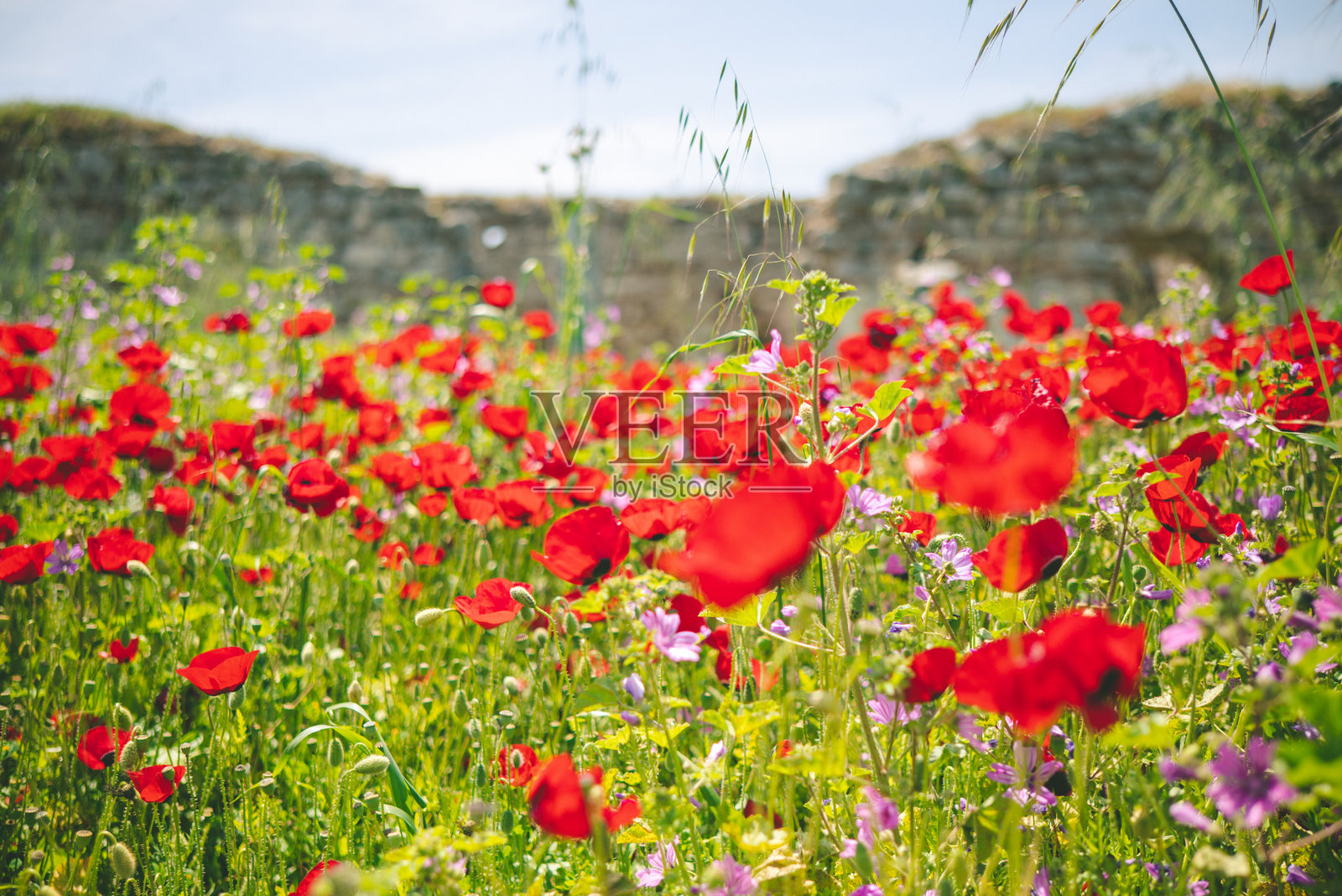 土耳其艾登的古城马格尼西亚遗址,展示了寺庙、剧院和石结构的遗迹照片摄影图片
