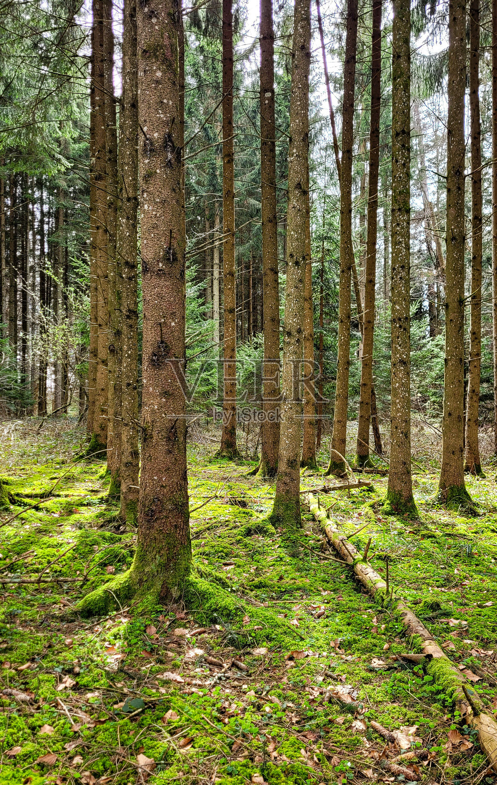 松树林。阳光明媚的日子里,森林中的树木。自然背景。德国最佳徒步旅行路线。施马勒格托贝尔。林根堡。自然保护区。照片摄影图片