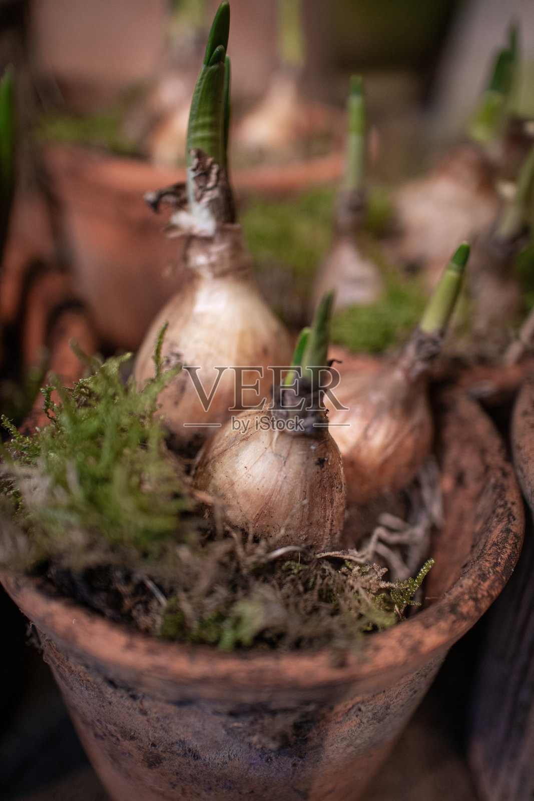 春天的球根植物刚刚在花盆中发芽照片摄影图片
