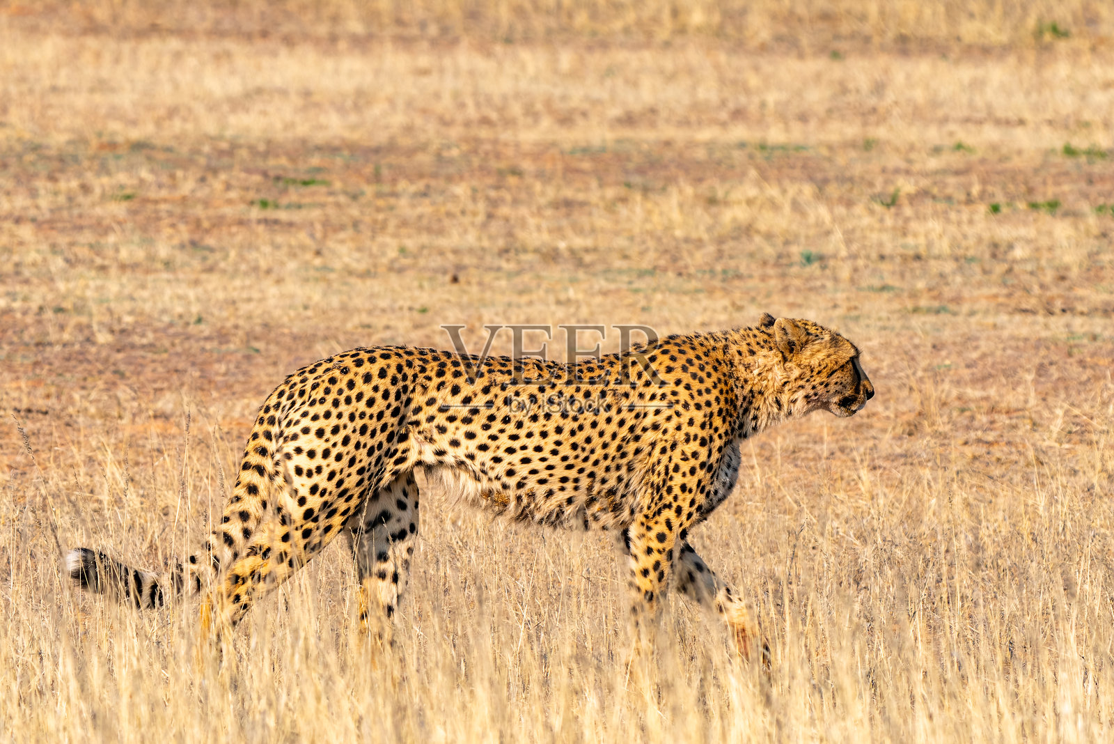 南非卡拉哈里跨境公园中的猎豹狩猎照片摄影图片