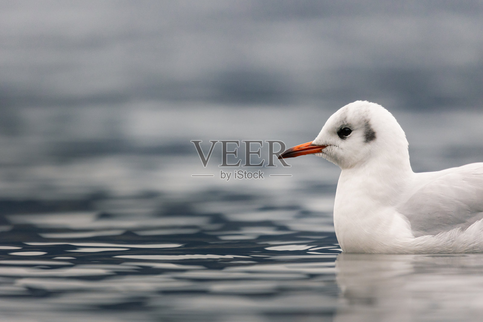 一只黑头鸥漂浮在水面上照片摄影图片