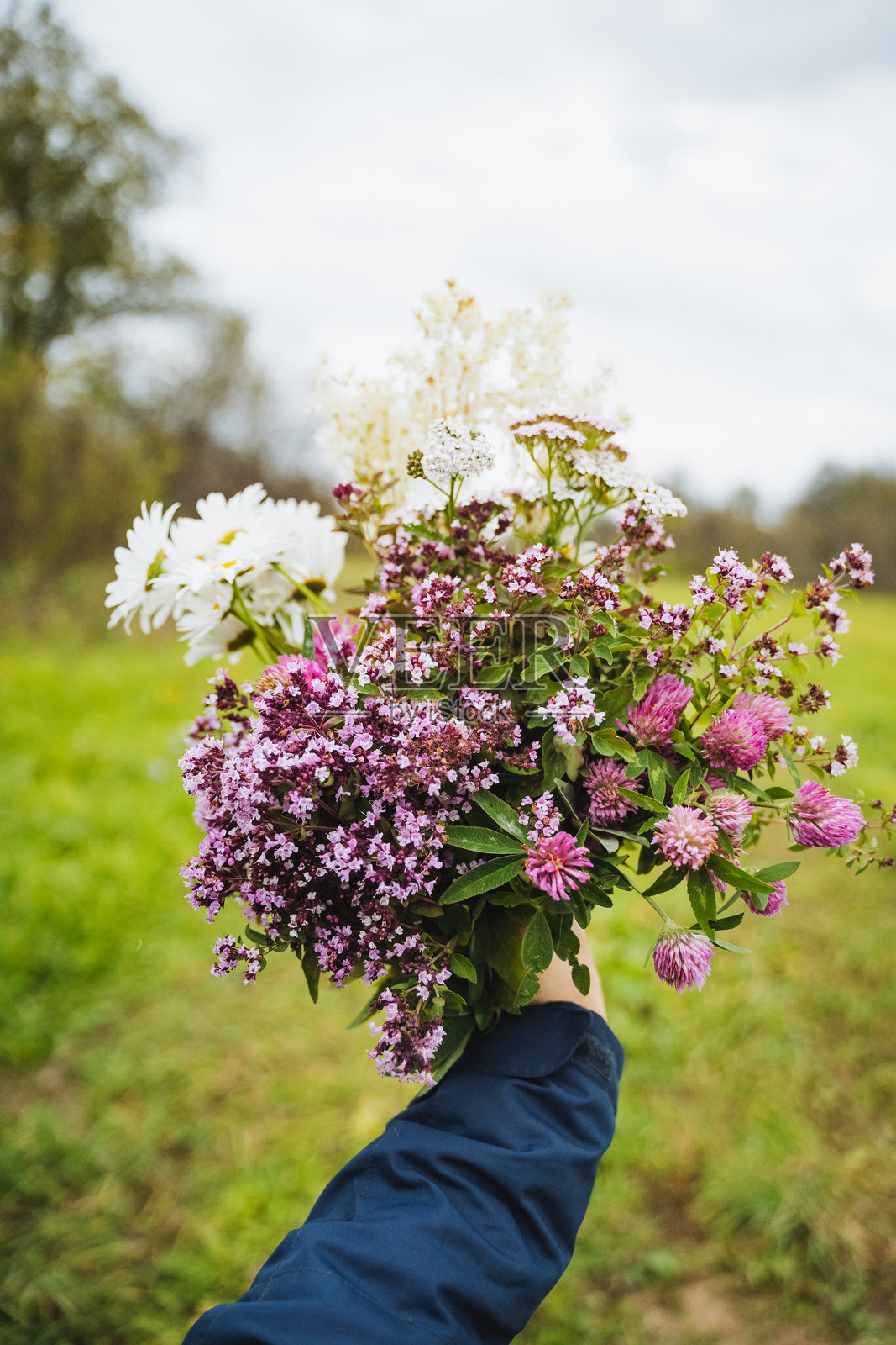 一束惊艳而生机勃勃的花束轻轻地握在手中,背景是郁郁葱葱、宁静优美的绿色田野。照片摄影图片