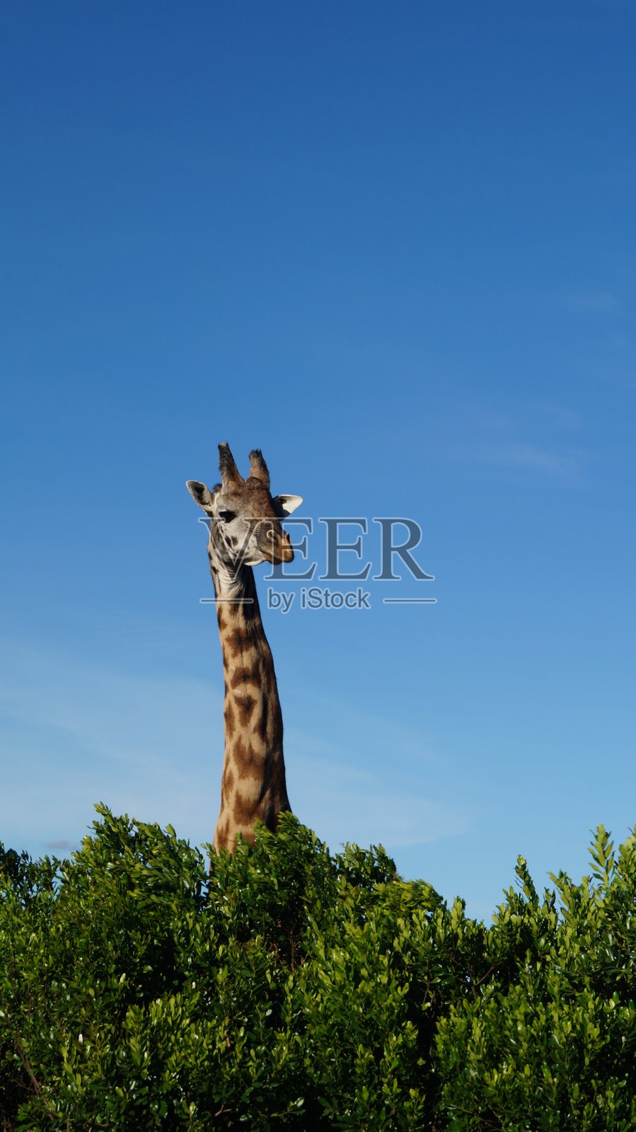 长颈鹿照片摄影图片