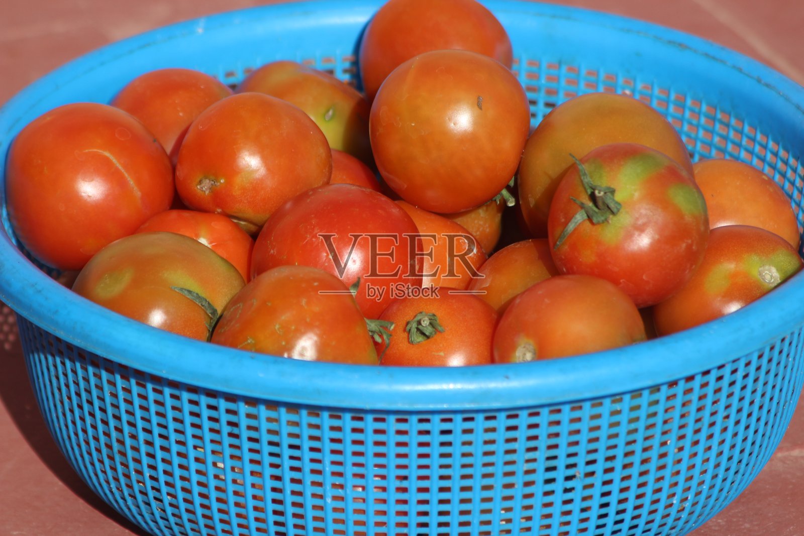 蓝色塑料篮子里的新鲜番茄照片摄影图片