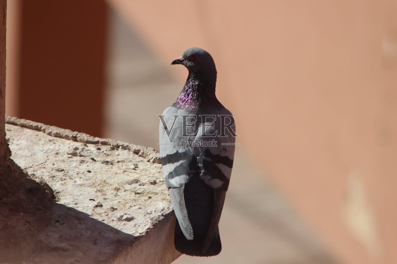 灰色鸽子站在房子上的特写镜头照片摄影图片
