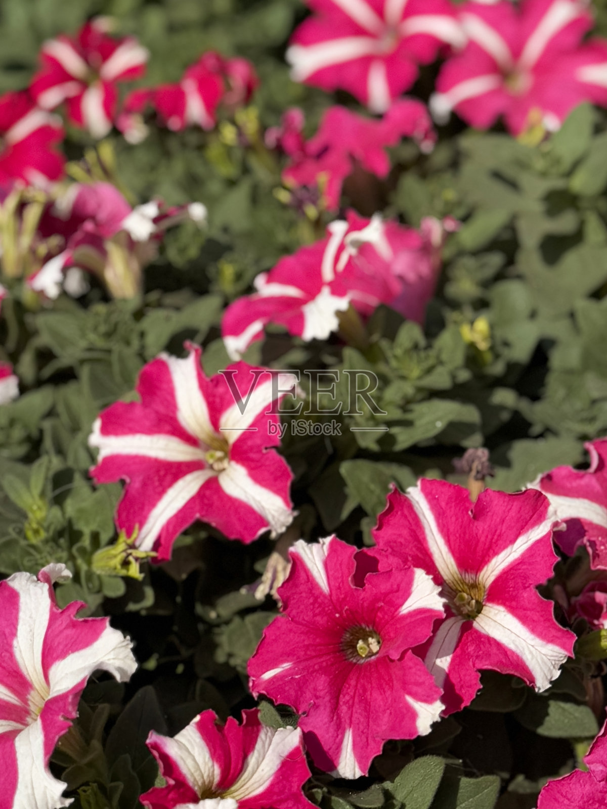 盛开的鲜艳红白相间的粉色矮牵牛花,生长在夏季的年度花坛容器中。照片摄影图片