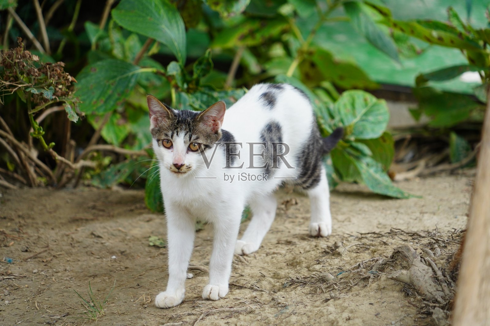 流浪猫在户外照片摄影图片