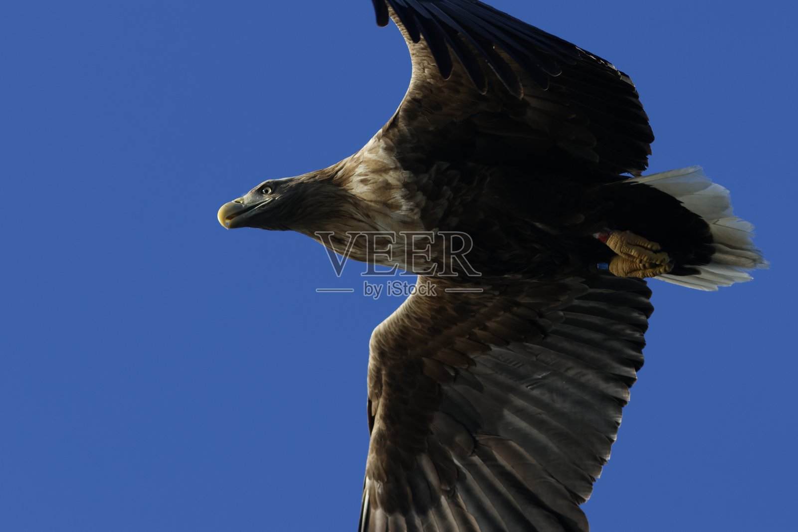 雄伟的白尾海雕照片摄影图片