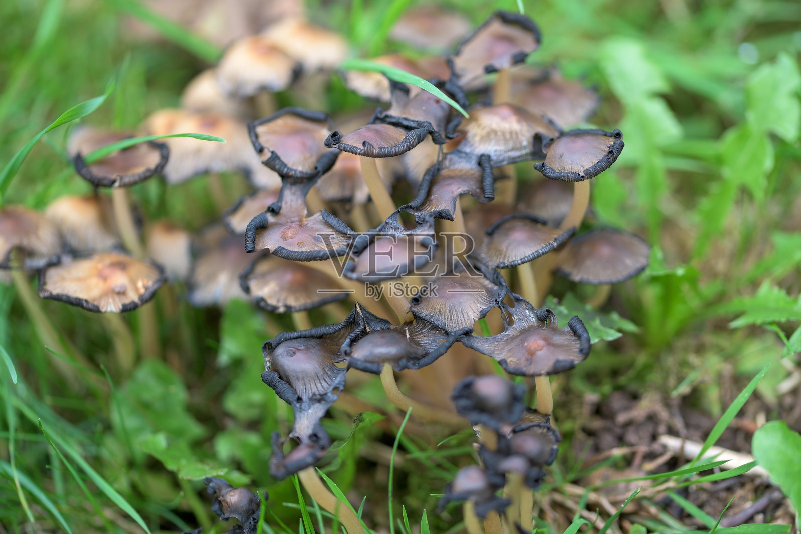 一片老化的普通墨帽菌,Coprinopsis atramentaria,Coprinus atramentarius,真菌照片摄影图片