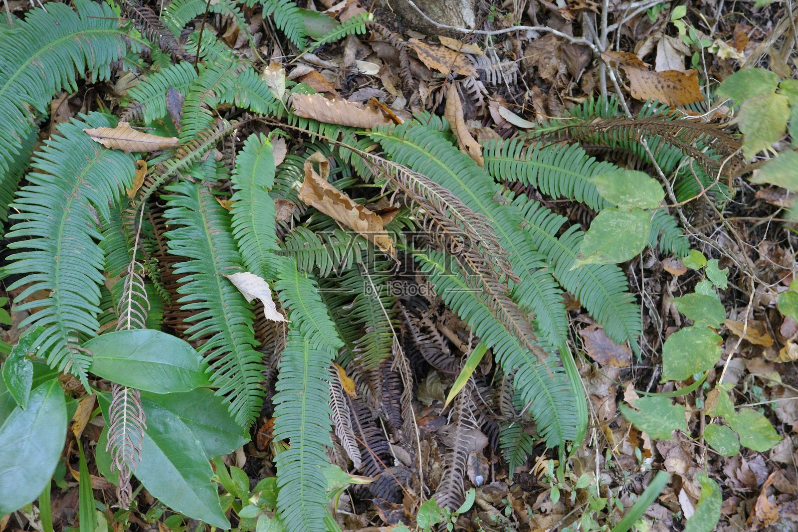 狮子头蕨,一种看起来像狮子头的蕨类植物照片摄影图片
