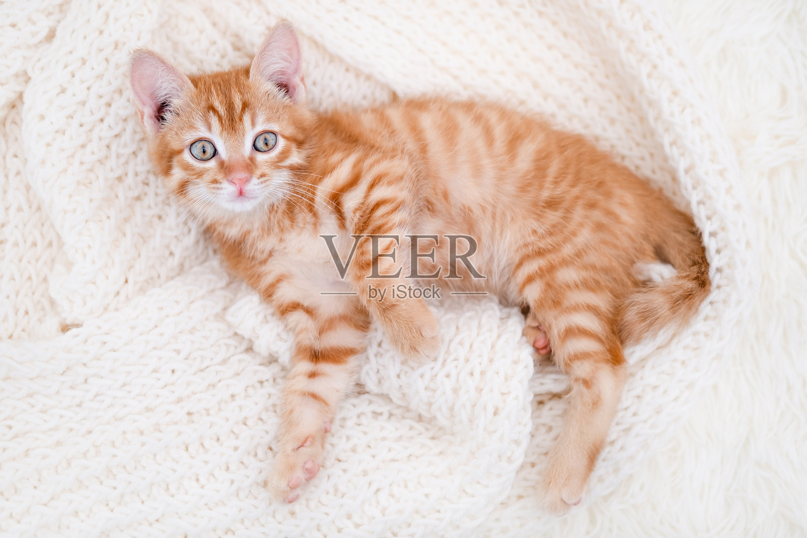 可爱的小红猫在浅色背景上睡觉照片摄影图片