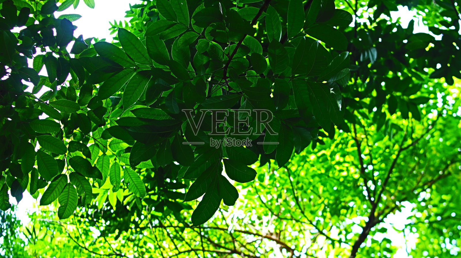 一棵枝繁叶茂的绿树照片摄影图片