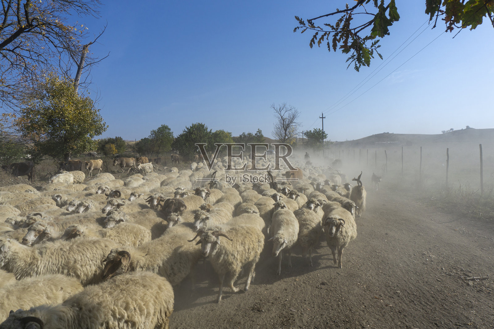 一条土路上的一群羊堵住了道路,扬起了尘土。牧羊人不见了。明亮的天空和云彩。照片摄影图片