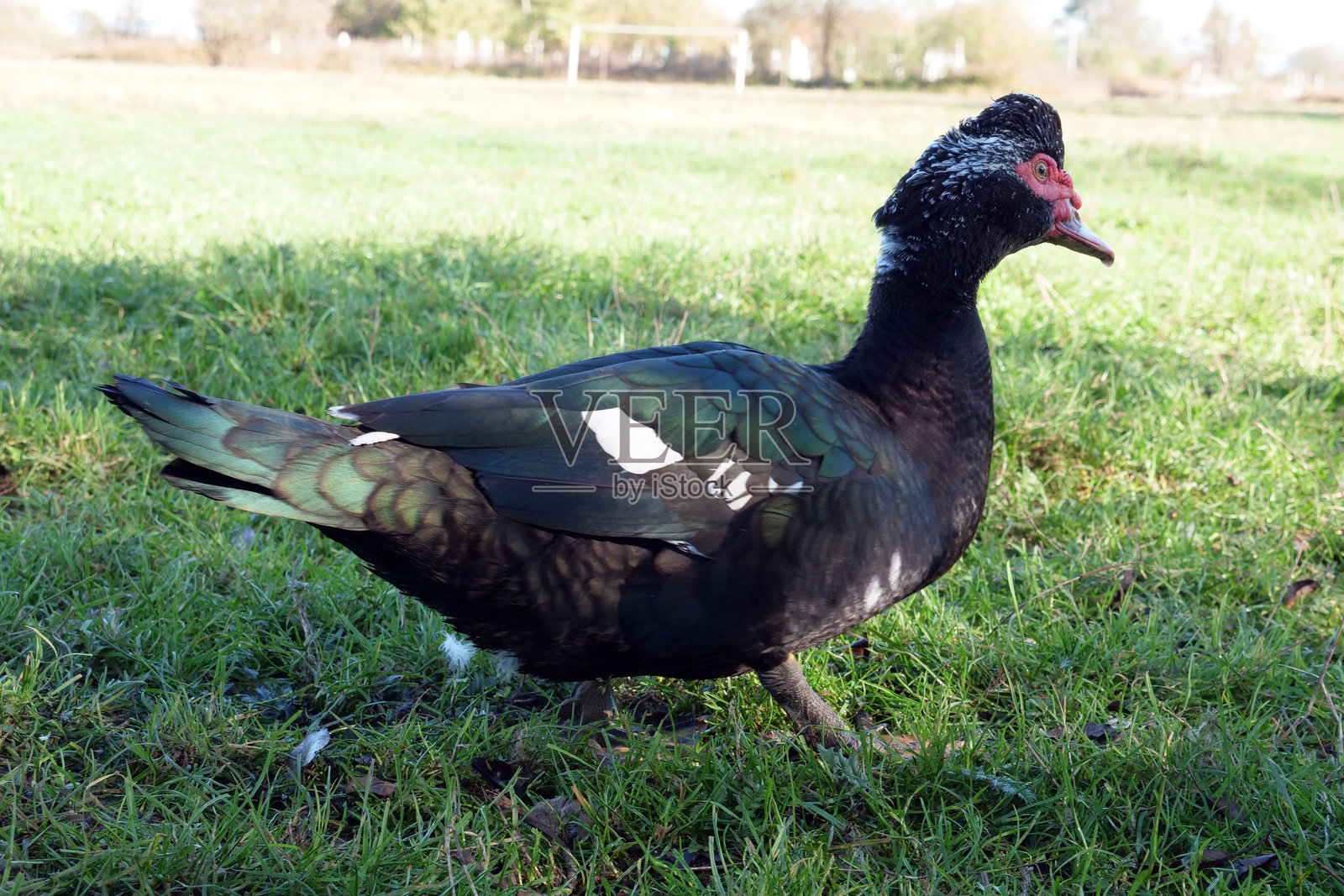 农场上的家鸭。鸭子的饲养与繁殖。照片摄影图片