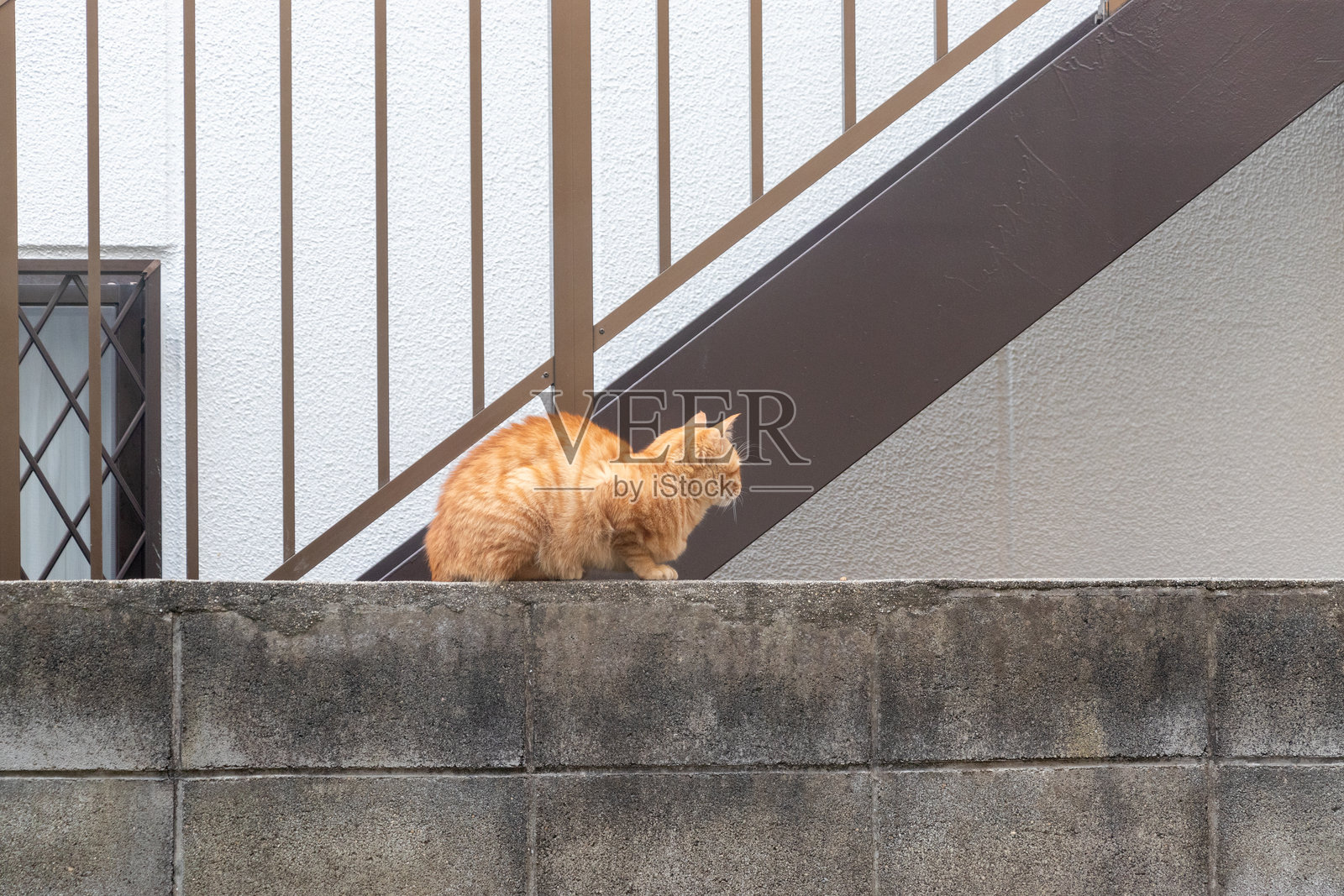 一只流浪猫坐在混凝土墙上照片摄影图片