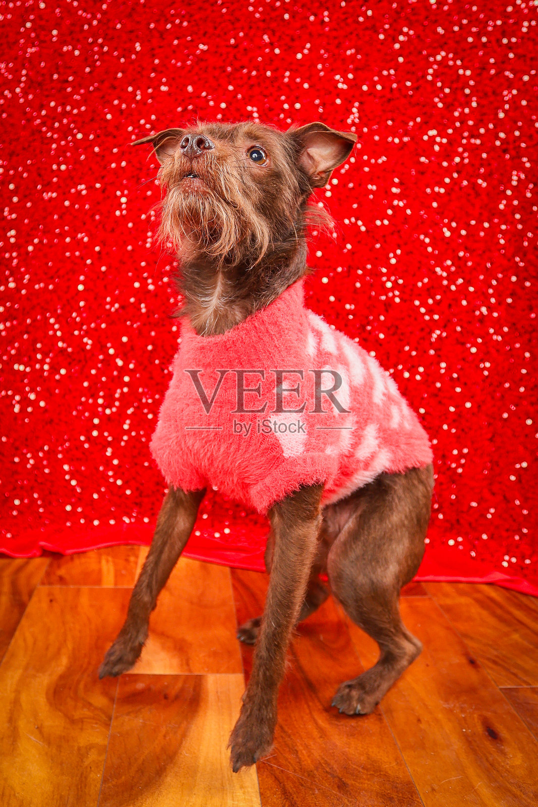 情人节的狗狗照片摄影图片