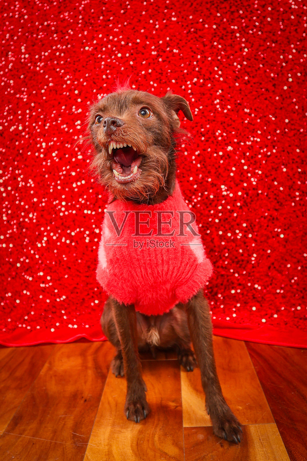 情人节的狗狗照片摄影图片