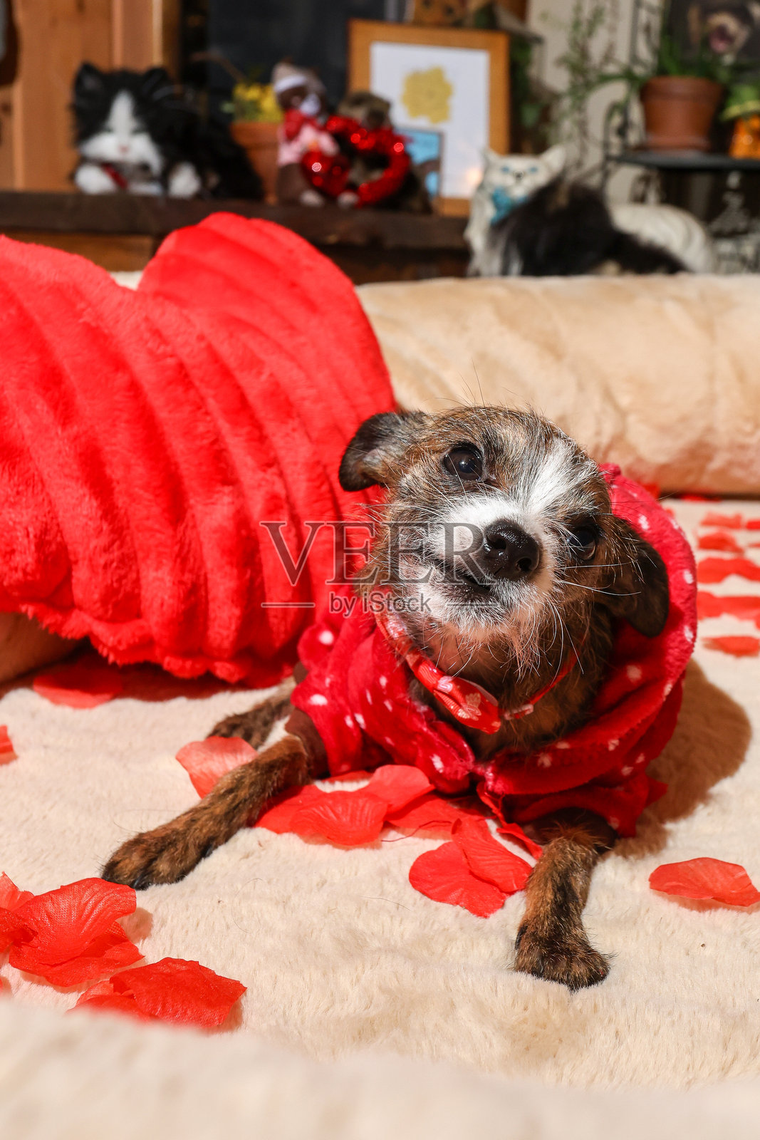 情人节的狗狗照片摄影图片