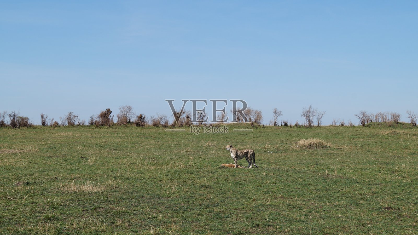猎豹照片摄影图片