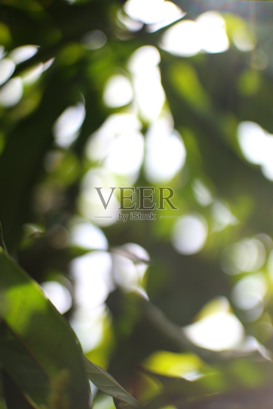 模糊的绿色叶子背景与阳光散景效果照片摄影图片