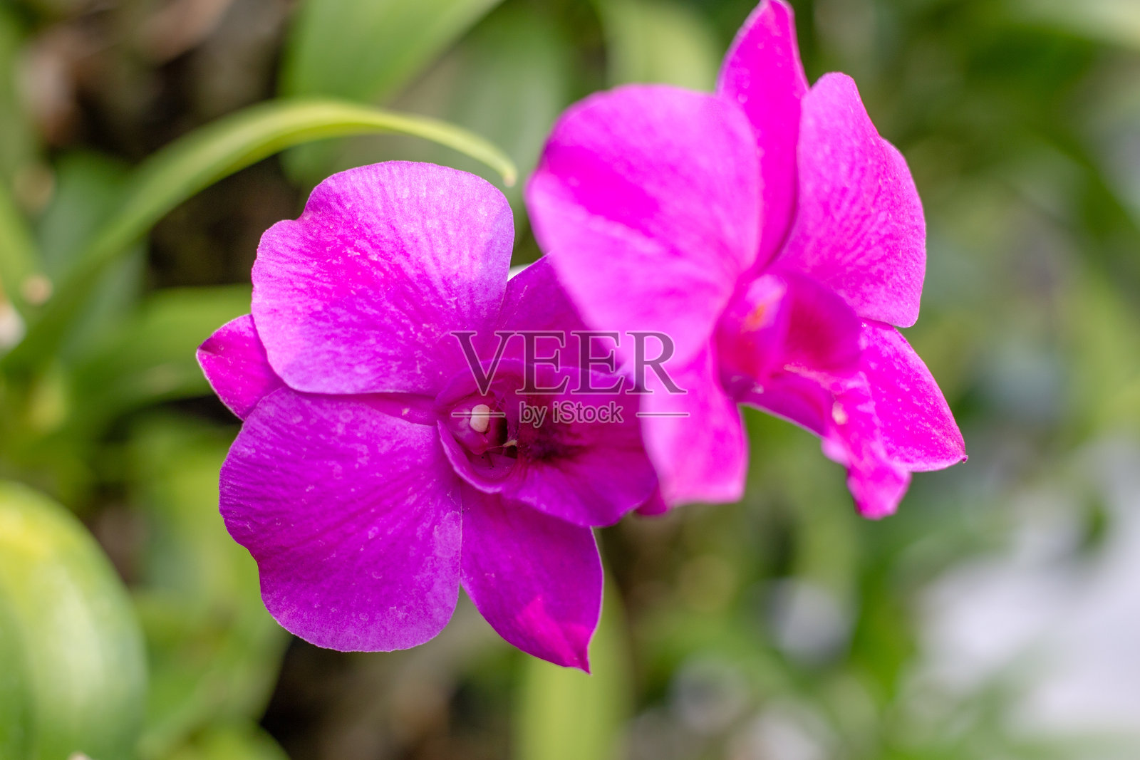 紫色蝴蝶兰在绿叶间,特写镜头照片摄影图片