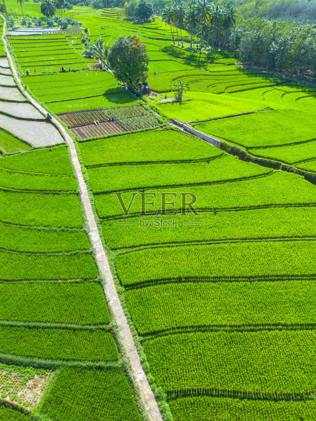 美丽的早晨景色,印度尼西亚全景,稻田与美丽的色彩和自然光的天空照片摄影图片