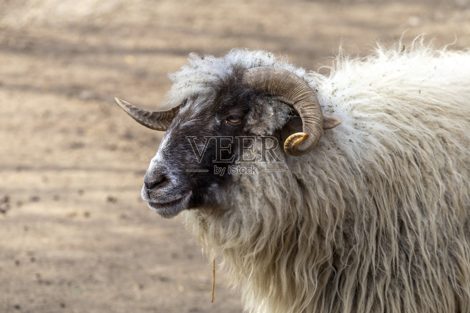 独特的卷毛羊在清晨的阳光下,在乡村田野中吃草。照片摄影图片