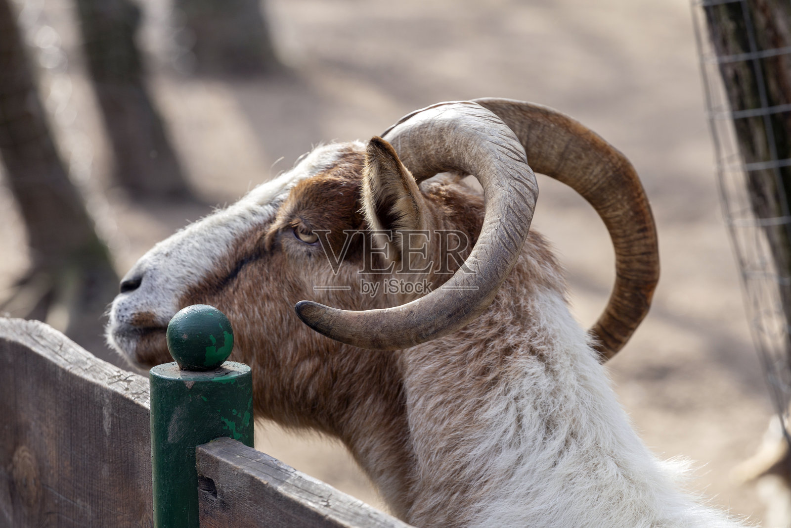 农场环境中,下午时分一只角度雄伟的公羊特写。照片摄影图片