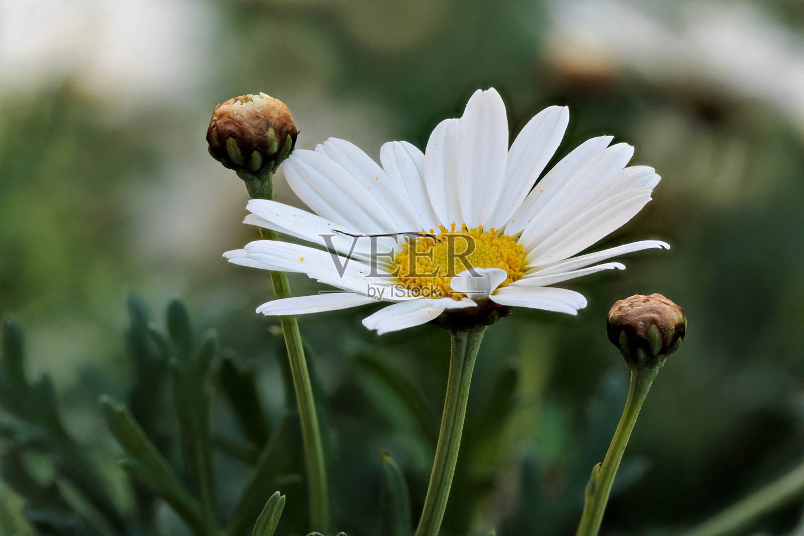 白色雏菊在花园中盛开,周围有花蕾和绿色叶子照片摄影图片