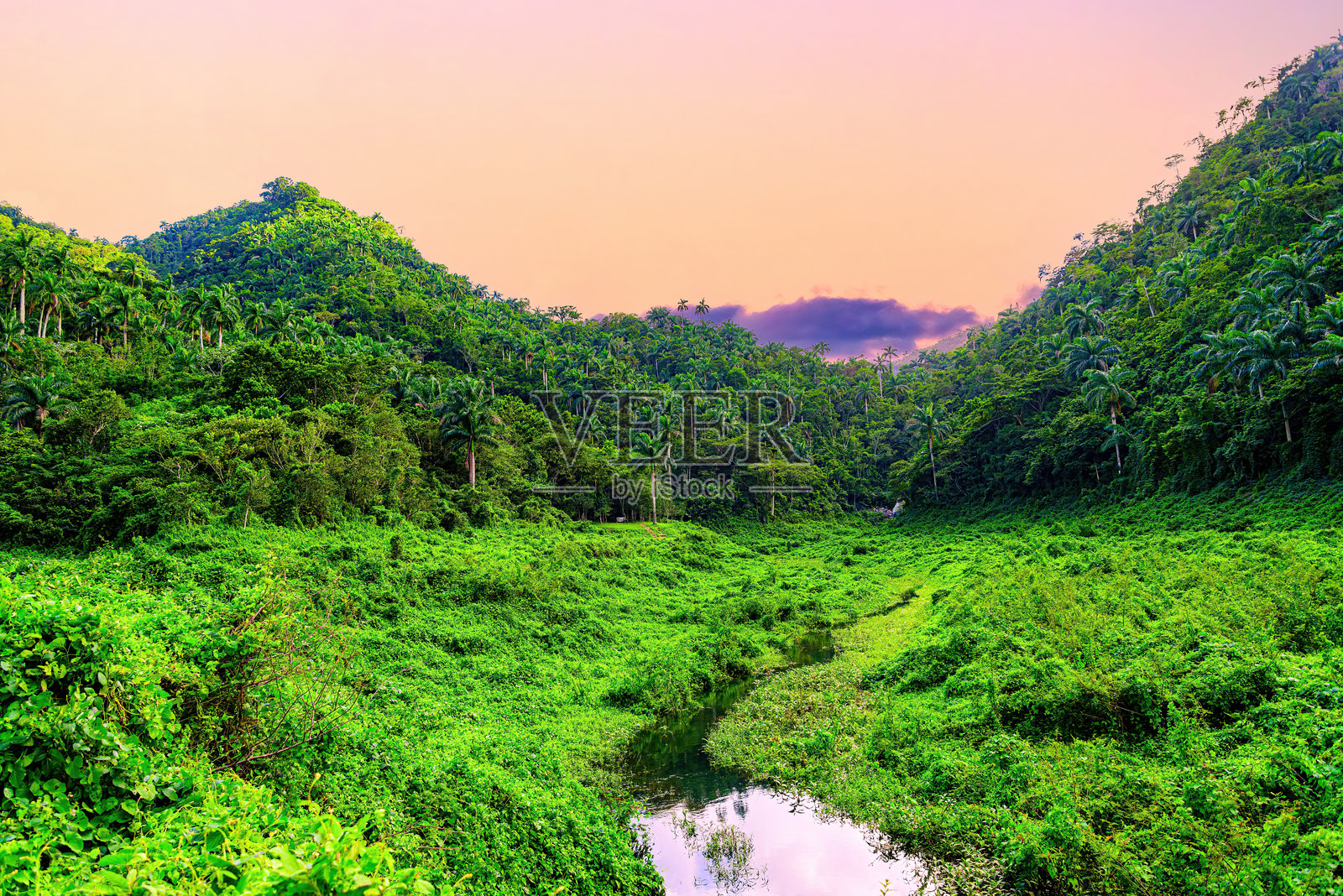 热带风景,郁郁葱葱的植被照片摄影图片